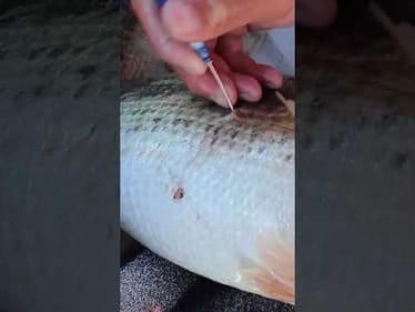 Fizz Fish Quick and Easy!! #fishing #outdoors
