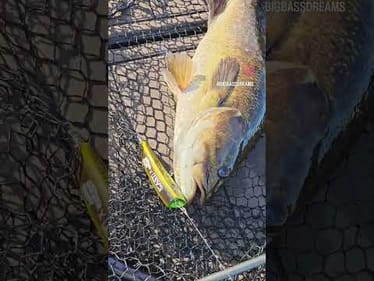 Smallmouth Crush Largemouth