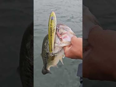 Bass on Bass Violence