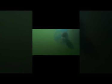 Catch and Release is BAD?