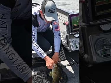First Smallmouth on Day 2 MLF Lake Champlain #short #bassfishing #smallmouth