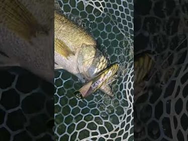 Giant Trevally Lures for Largemouth
