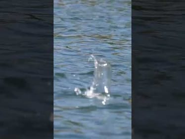Big Topwaters for Big Fish