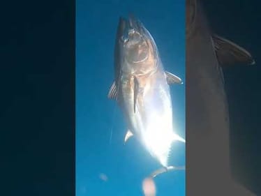 Big Tuna Dreams New Season Coming!