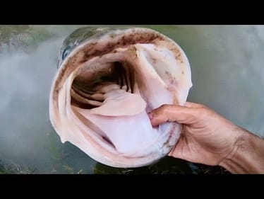 "I'll NEVER GET A BITE LIKE THIS AGAIN" (MONSTER)