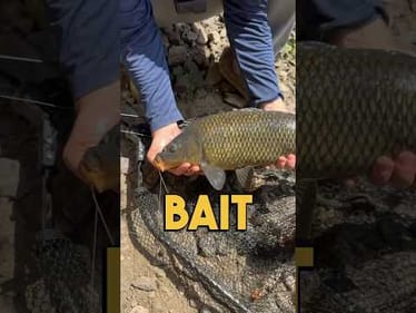 Fishing with Corn and Oatmeal: A Great Bait for Bottom Feeders