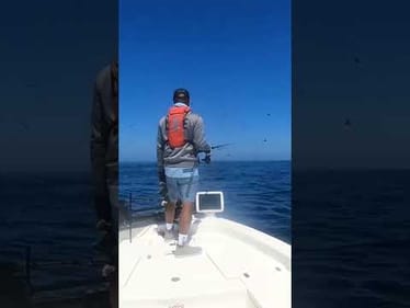 Big Tuna Dreams is Back!