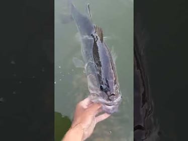 27 Inches Long 11lb Largemouth