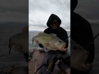 Pre Spawn Swimbait Largemouth