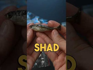 Fishing Incredibly Realistic Handmade Baits from Slovakia 🇸🇰 #fishing