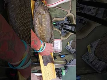You don't see them this Big Often #fishing #kayakfishing #smallmouthbass