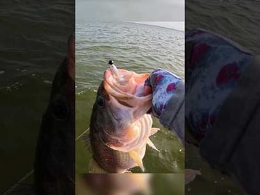 12 Pounder Eats Finesse Swimbait