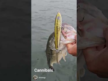 Cannibal Bass