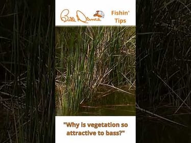 Why is vegetation so attractive for bass?