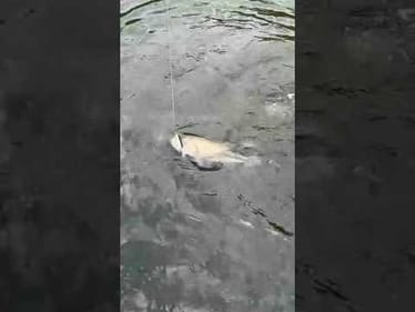 Open Water Plopper Retrieve