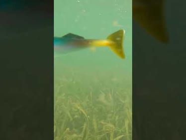 The Hottest Finesse Swimbait Rig!
