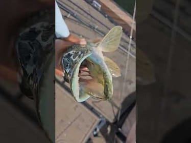 Hate Or Love Northern Pike?!