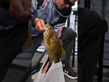 Lake Champlain Smallmouth Fishing #short #bassfishing #lakechamplain