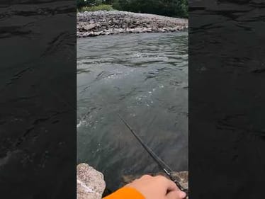 Catching Hybrid Bass at the spillway #fishing
