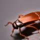 Cockroach