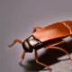 Cockroach