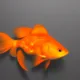Goldfish