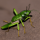 Grasshopper