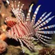 Lionfish