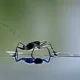 Water Strider
